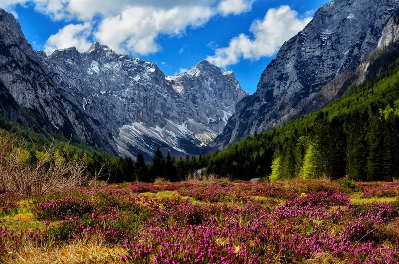Stunning mountain valley with dramatic peaks, lush forests, and colorful wildflowers